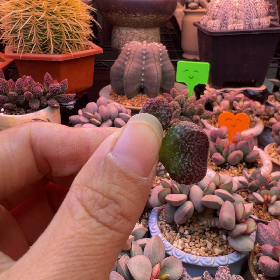 简***单我们在这里也要照顾你自己