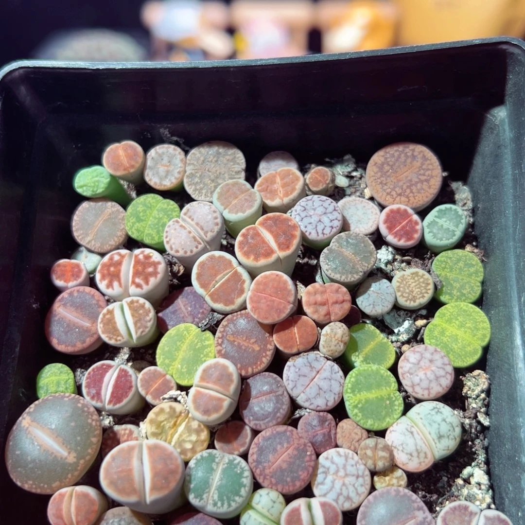 1012-183多肉多肉生石花包邮