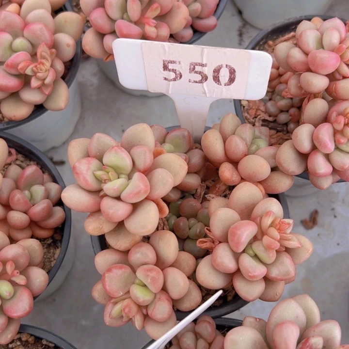 健健康康平平安安