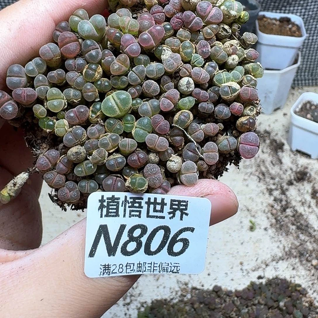 多肉植物的润泽出v