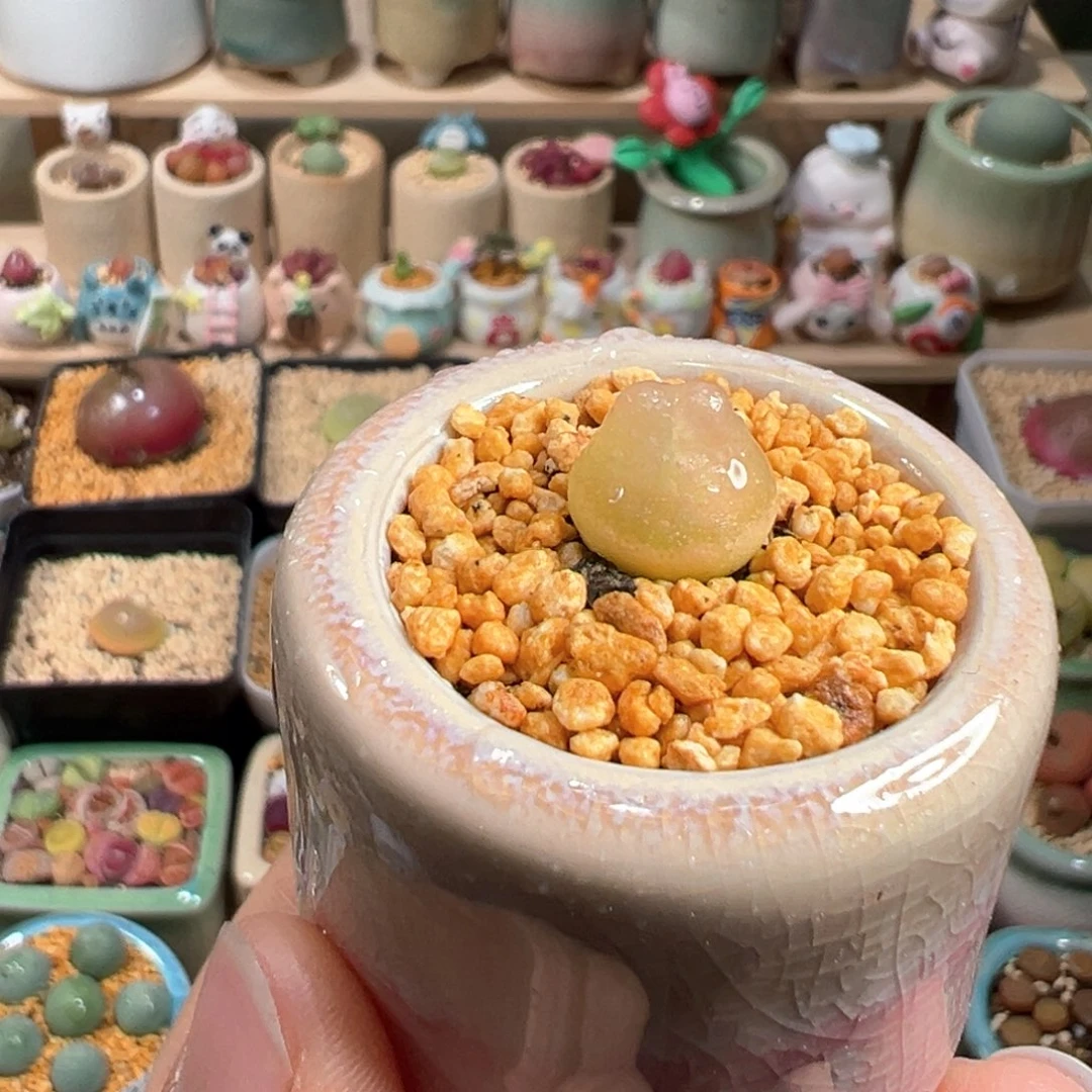 多肉植物16号拉登