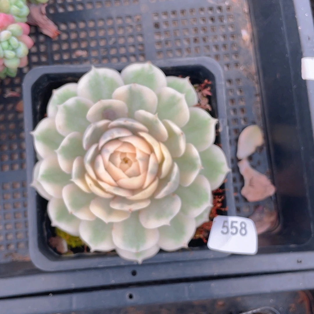 558。昂锦。