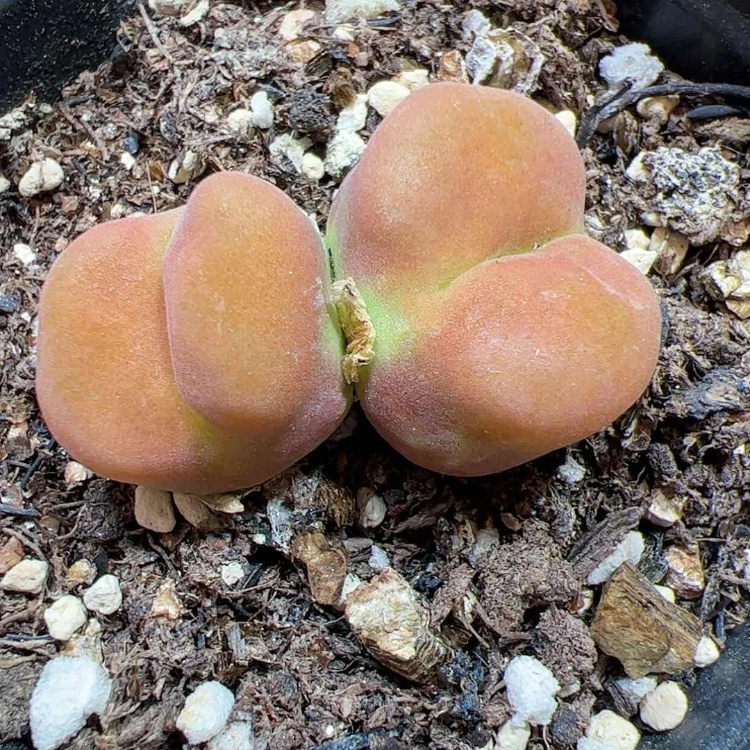 【闪购商品】12 水蜜桃