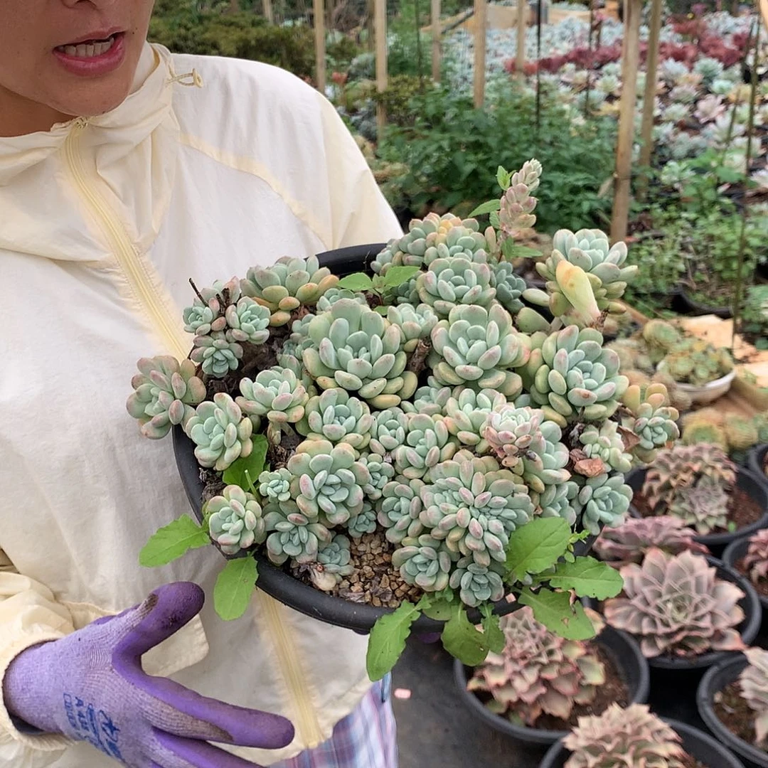 鹅卵石15.8 量拍多肉植物