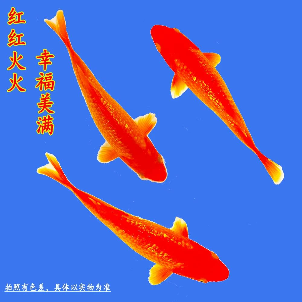 火鲤观赏鱼红锦鲤闪鳞火麒麟精品银鳞闪光好养耐活冷水鱼