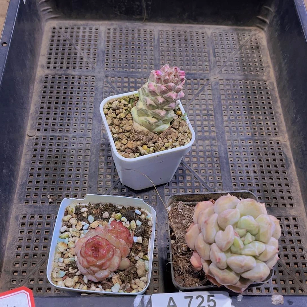 多肉725多肉植物