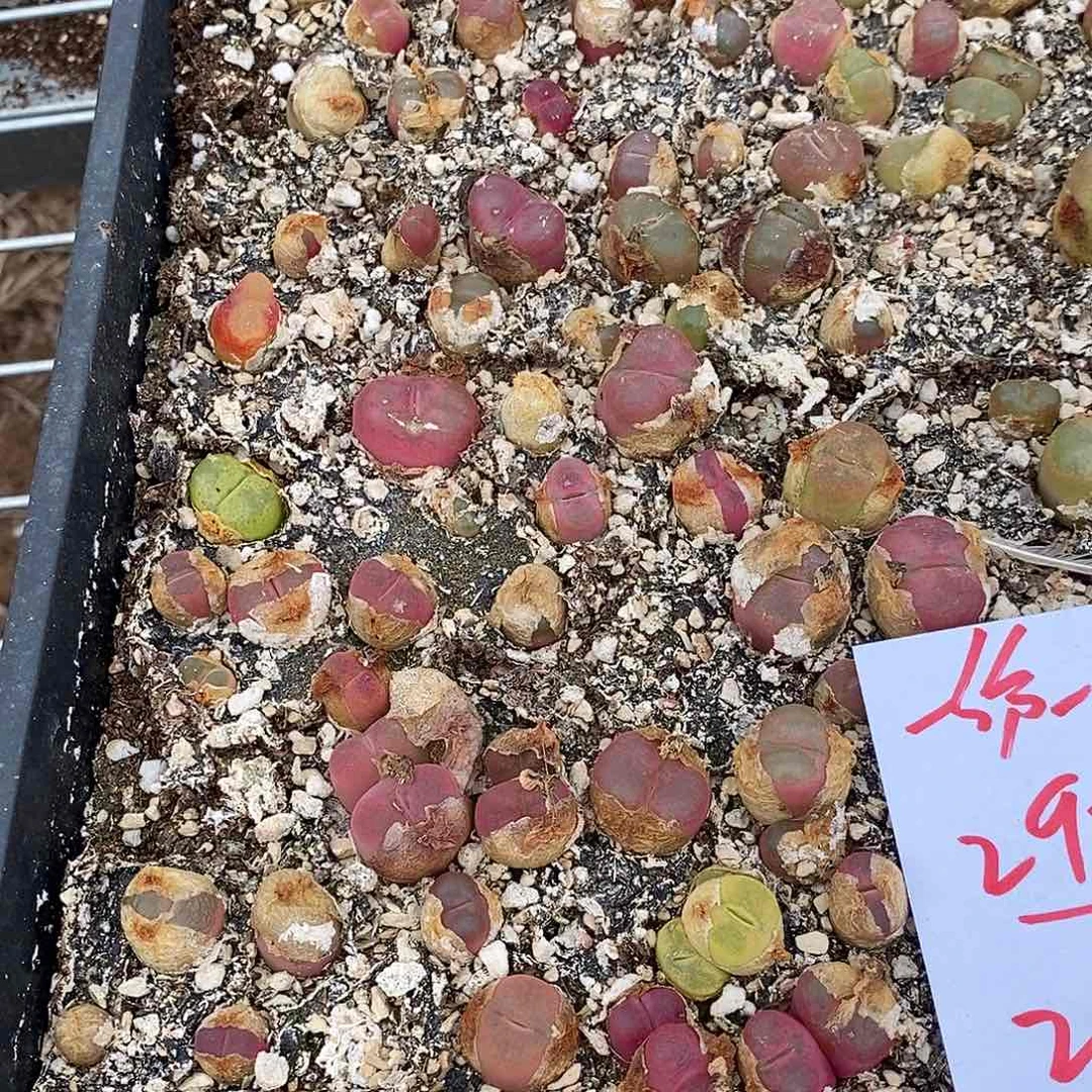 2979福利一筐毛汉尼带筐