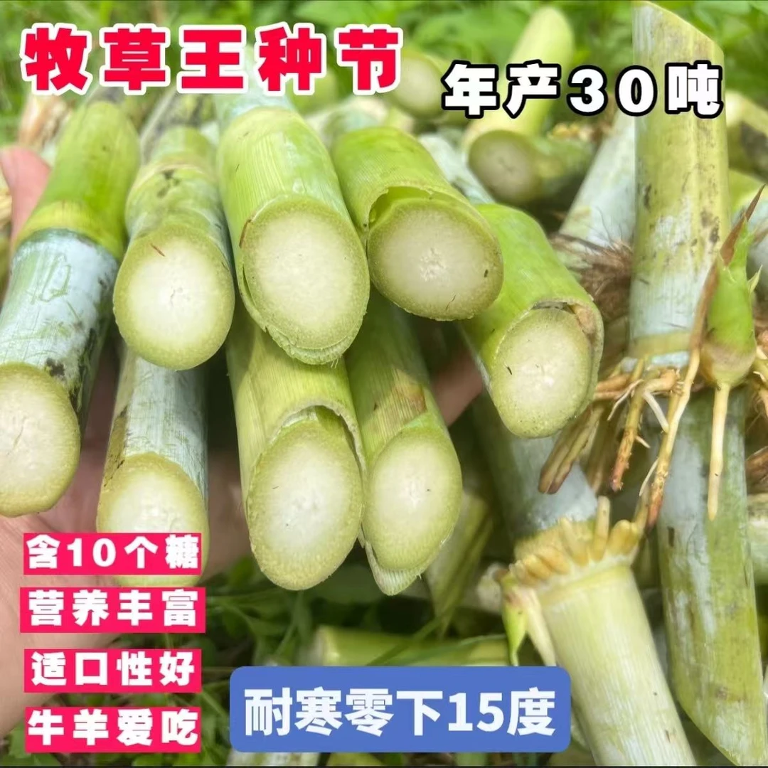 增润草种节高产耐寒无毛四季可种多年生牧草草种牛羊鱼猪鸡鸭鹅