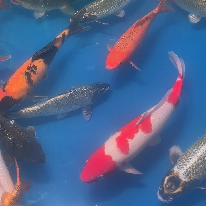 生***园锦鲤锦鲤观赏鱼一条