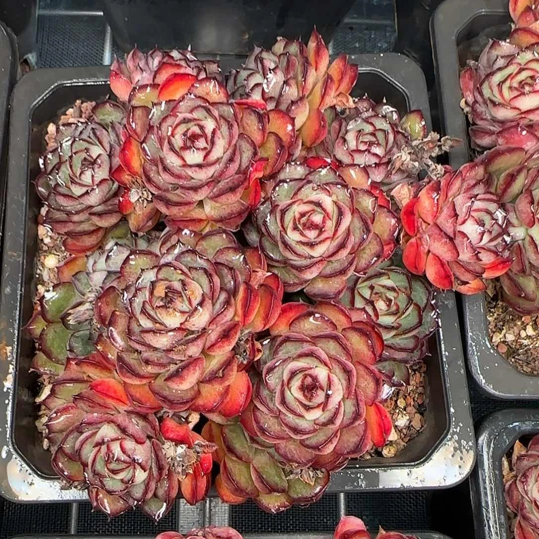 从前慢花园精选0117/萤火虫