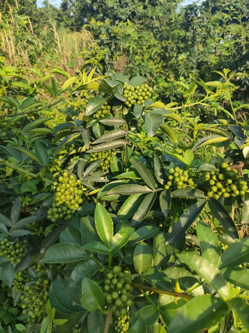下林村  农户自家种植的花椒 新鲜花 湿花椒
