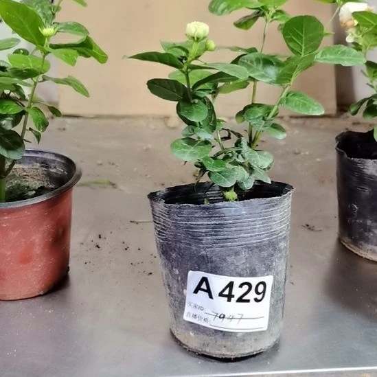大部分花苞少量开放爱****蛋