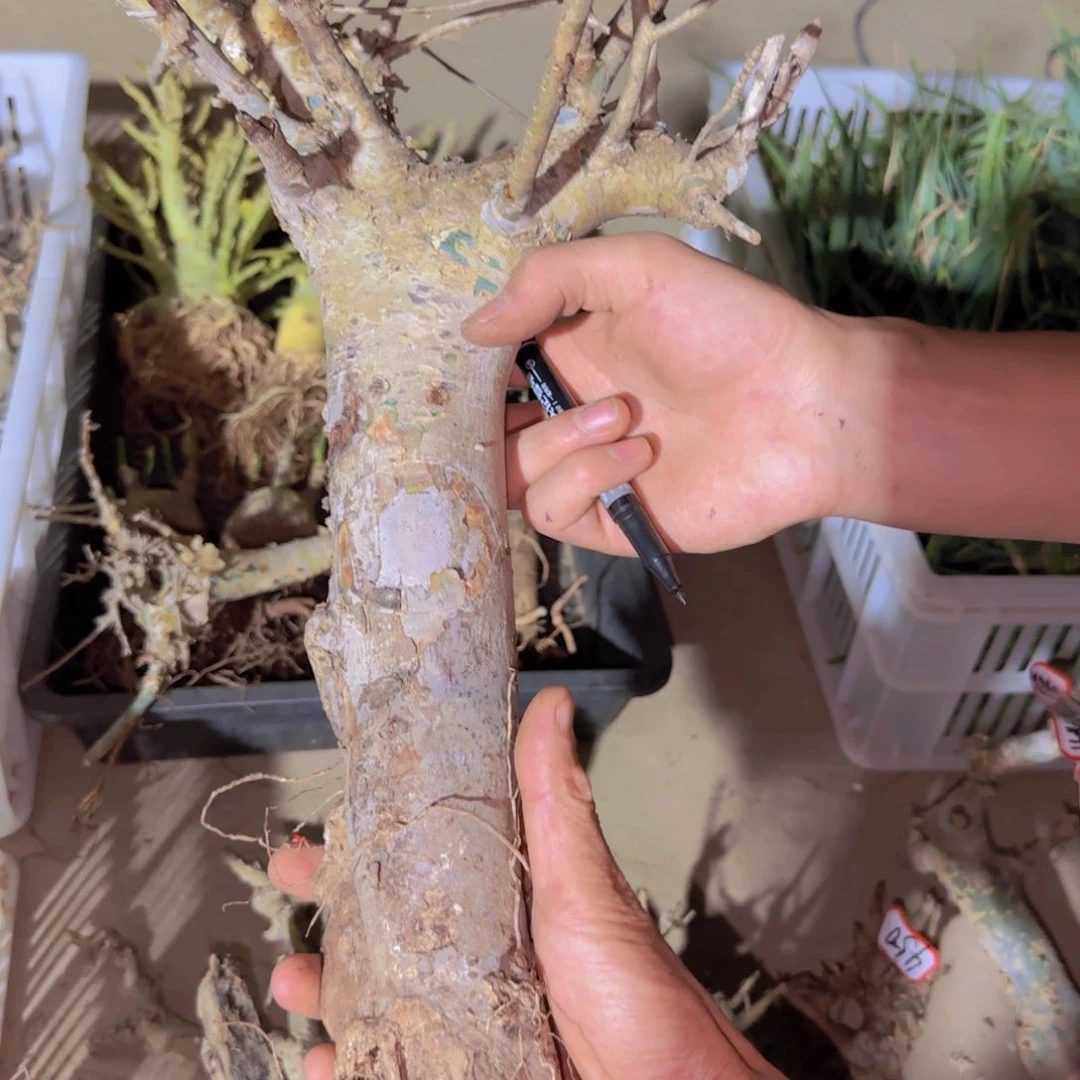 M****n块根植物块根植物