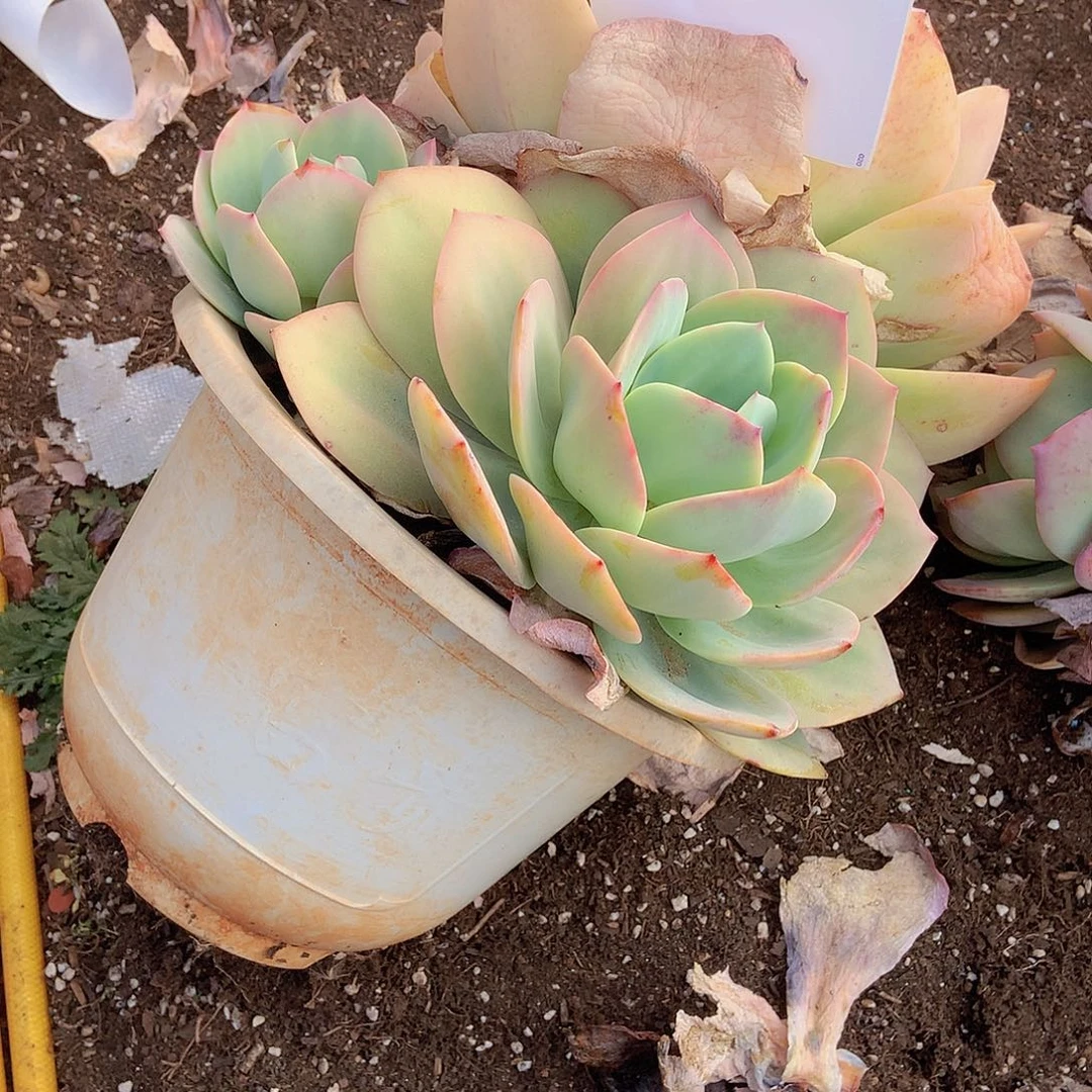 一物一拍多肉外播808白凤