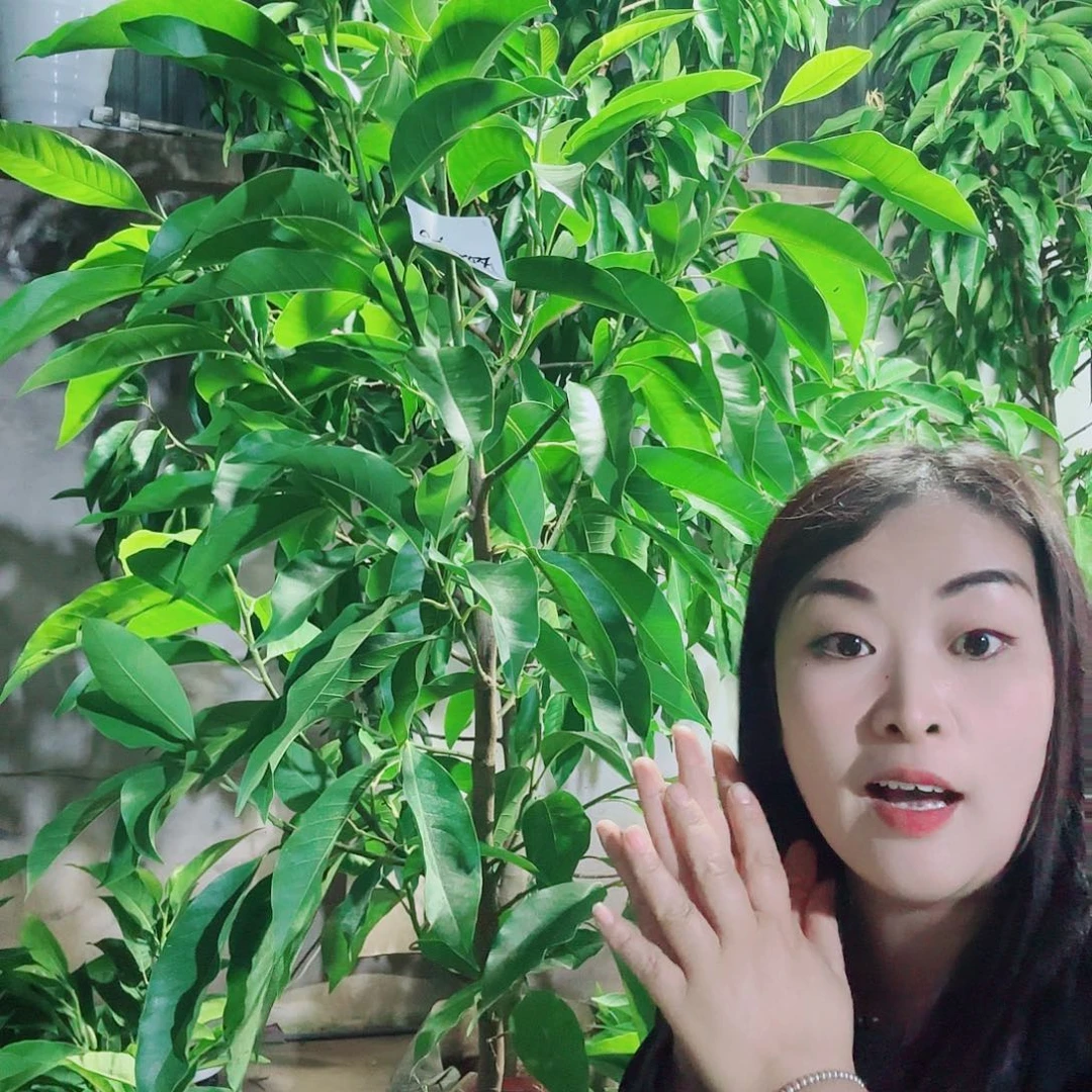 无花朵白兰111111