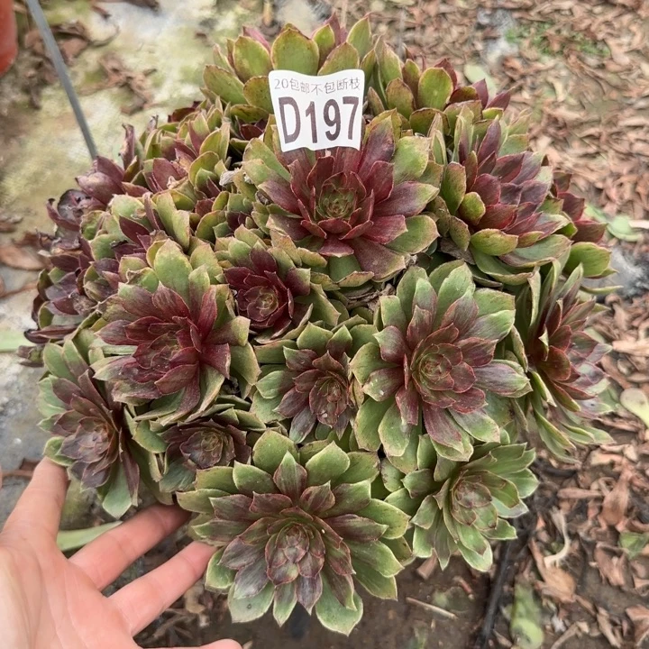 红丝绒……多肉植物……