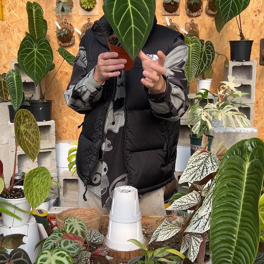 完全开放A21中颗花烛