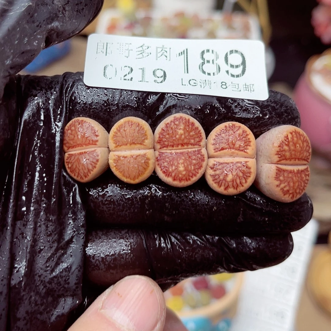 郎哥多肉生石花19-189