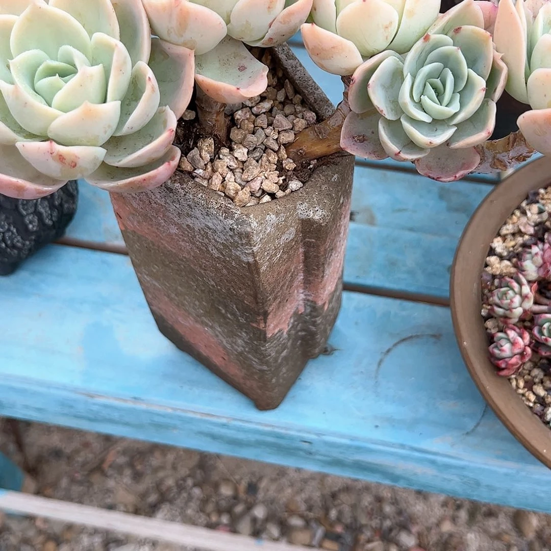 蓝*厚叶丝稠多肉植物脱土