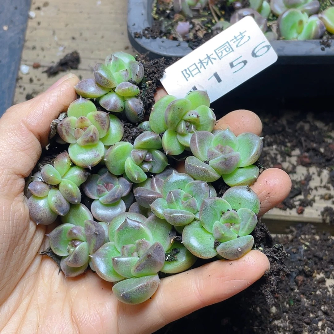 多肉植物多肉植物1156