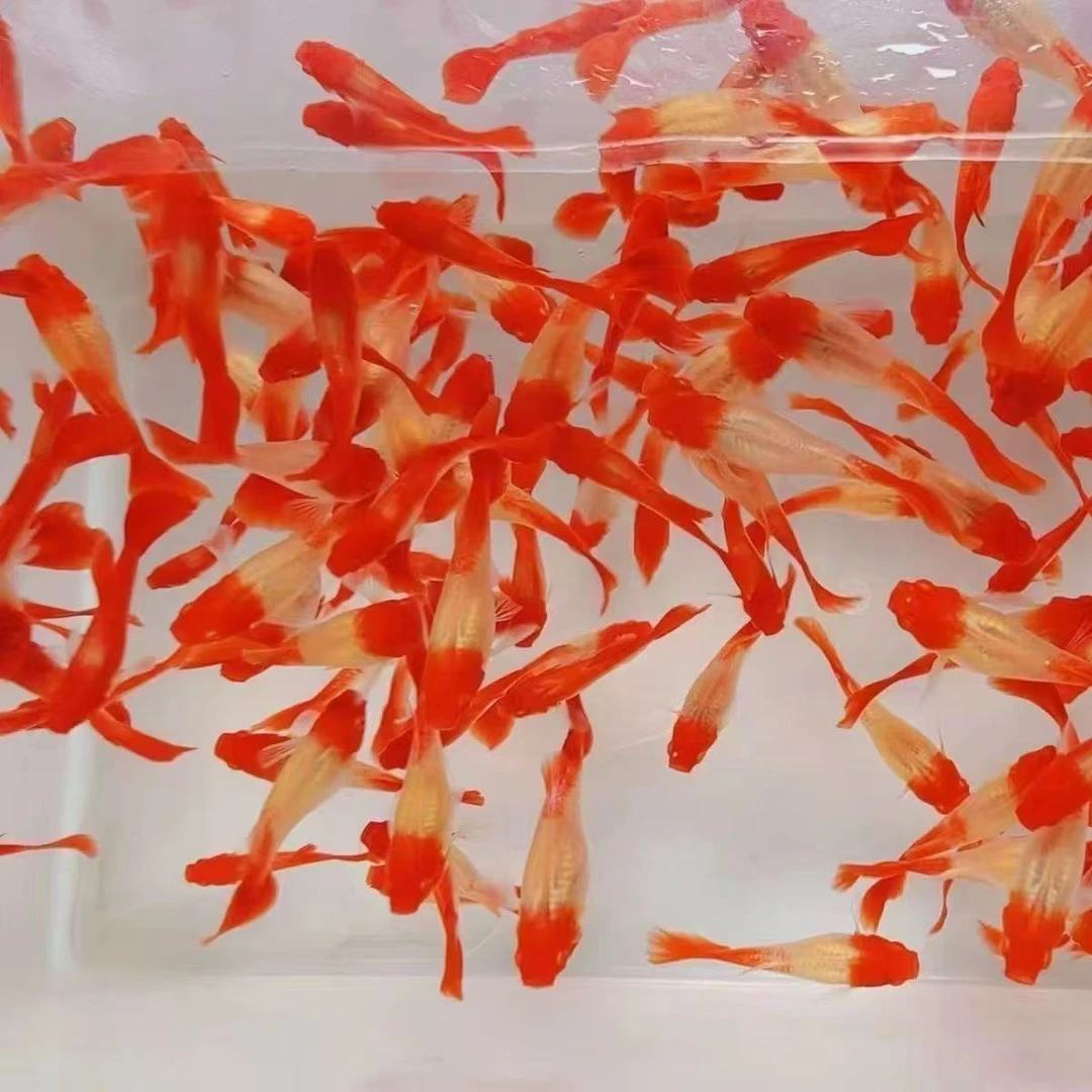 鸿运当头 只补钱不补发入缸不包损 孔雀鱼热带鱼 观赏鱼 小鱼耐活