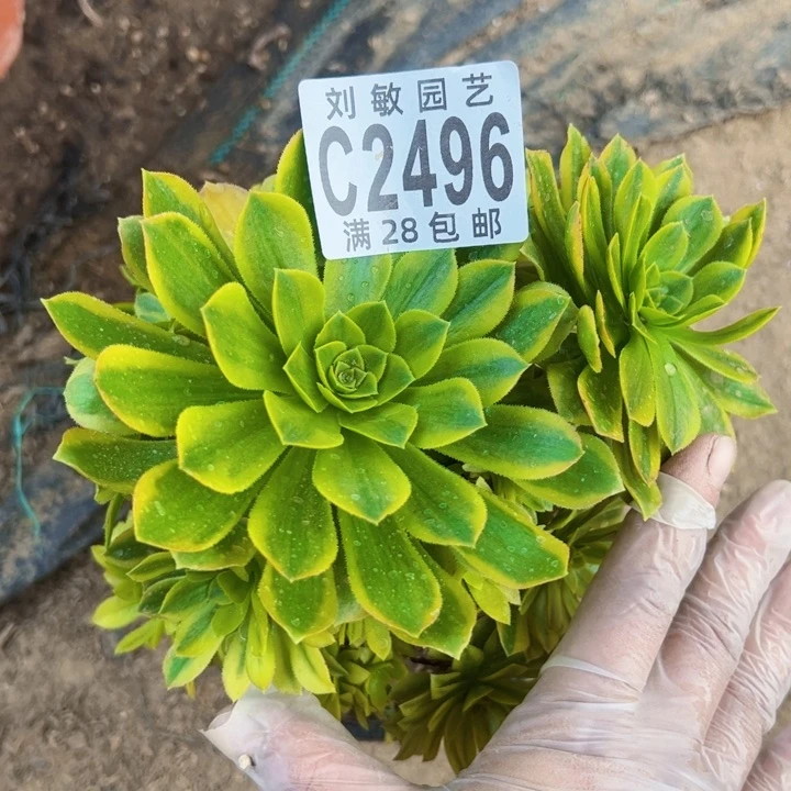 2496绿箭多肉植物法师