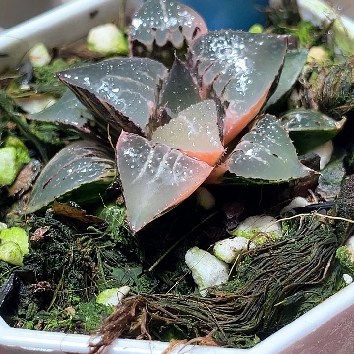 646完美酒吞锦特选福利