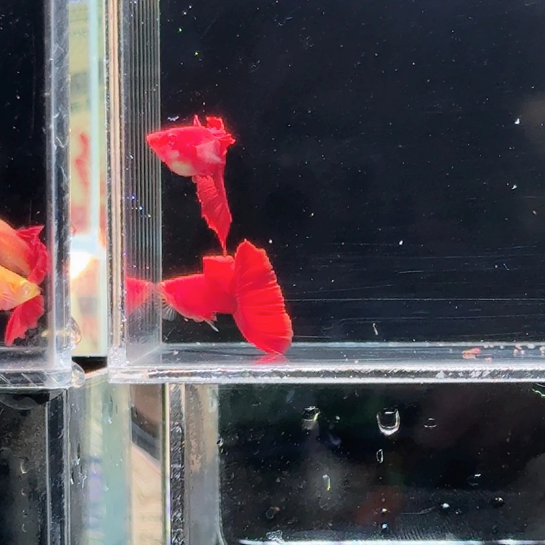 孔雀鱼赛级血红亚成两对
