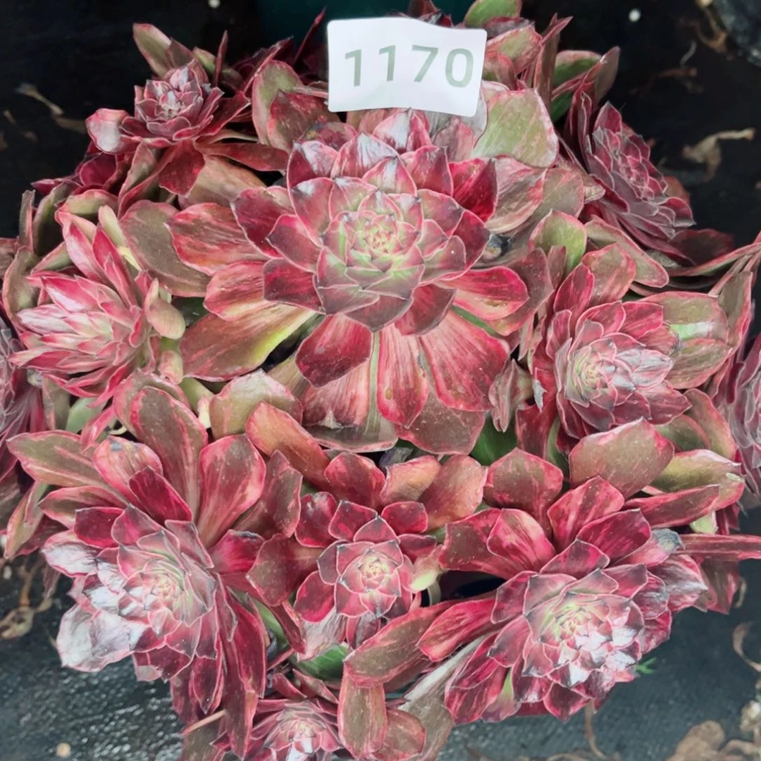 新品半夏特价多肉