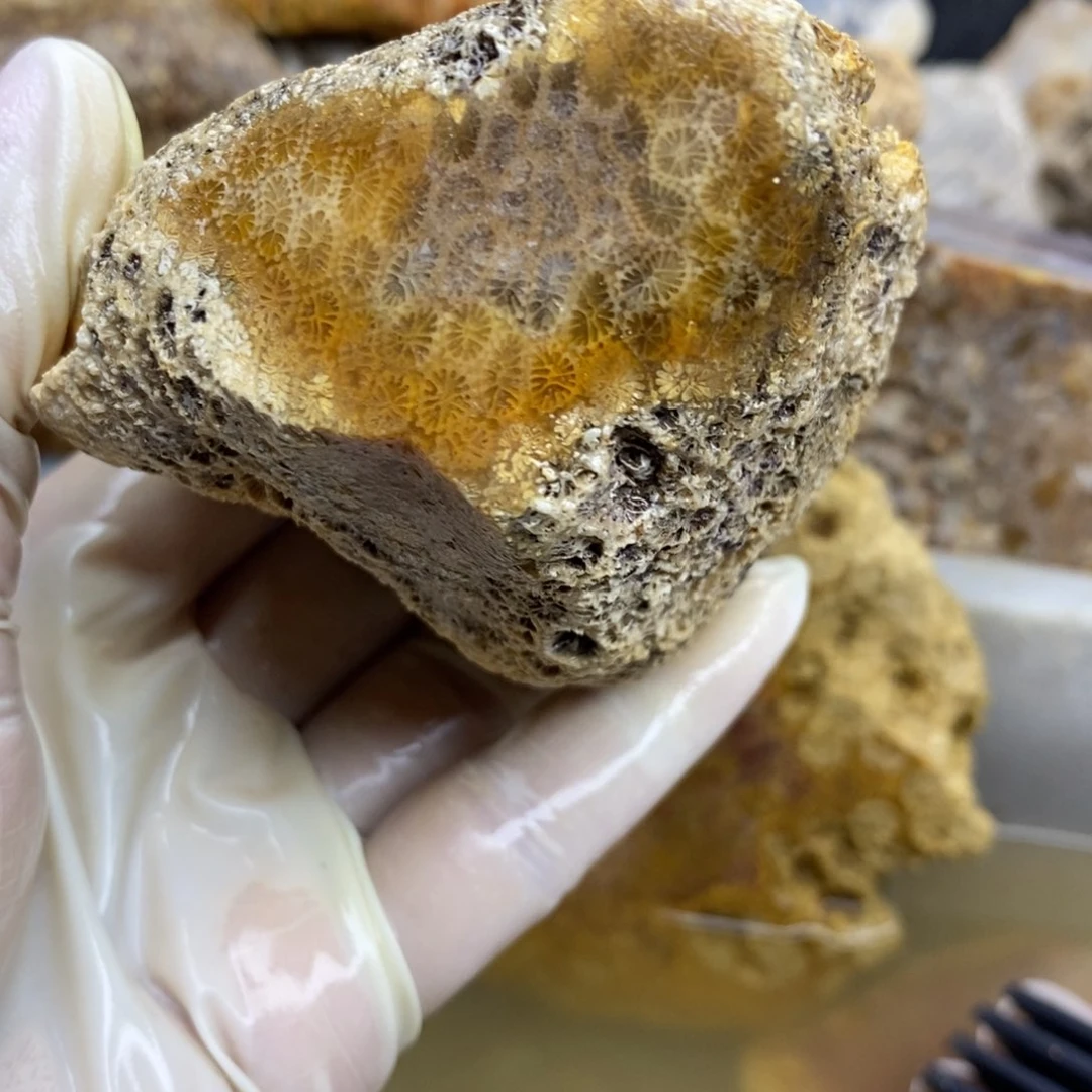 【闪购商品】硅化玉珊瑚玉未镶嵌