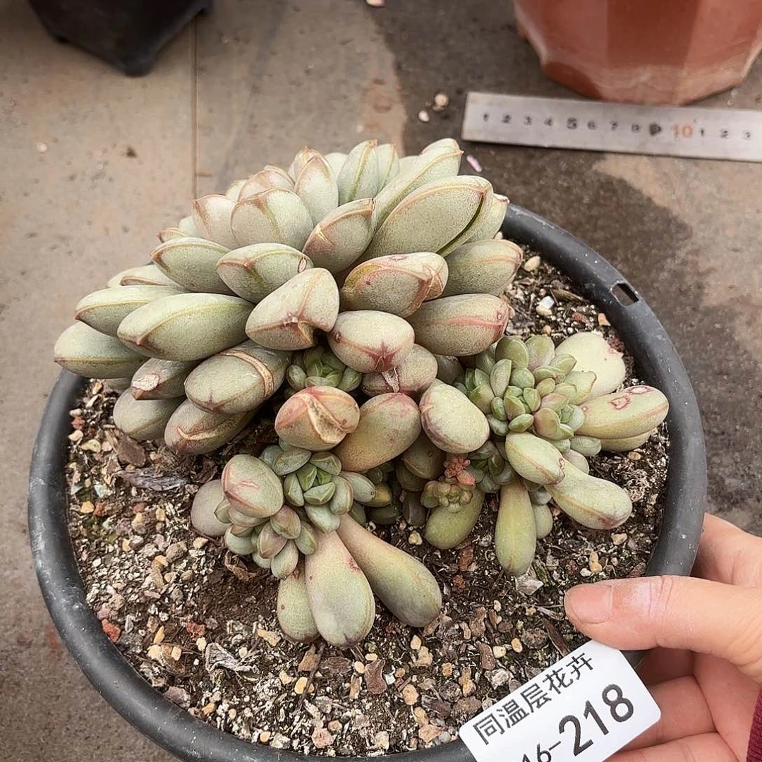 同温层多肉葡萄218