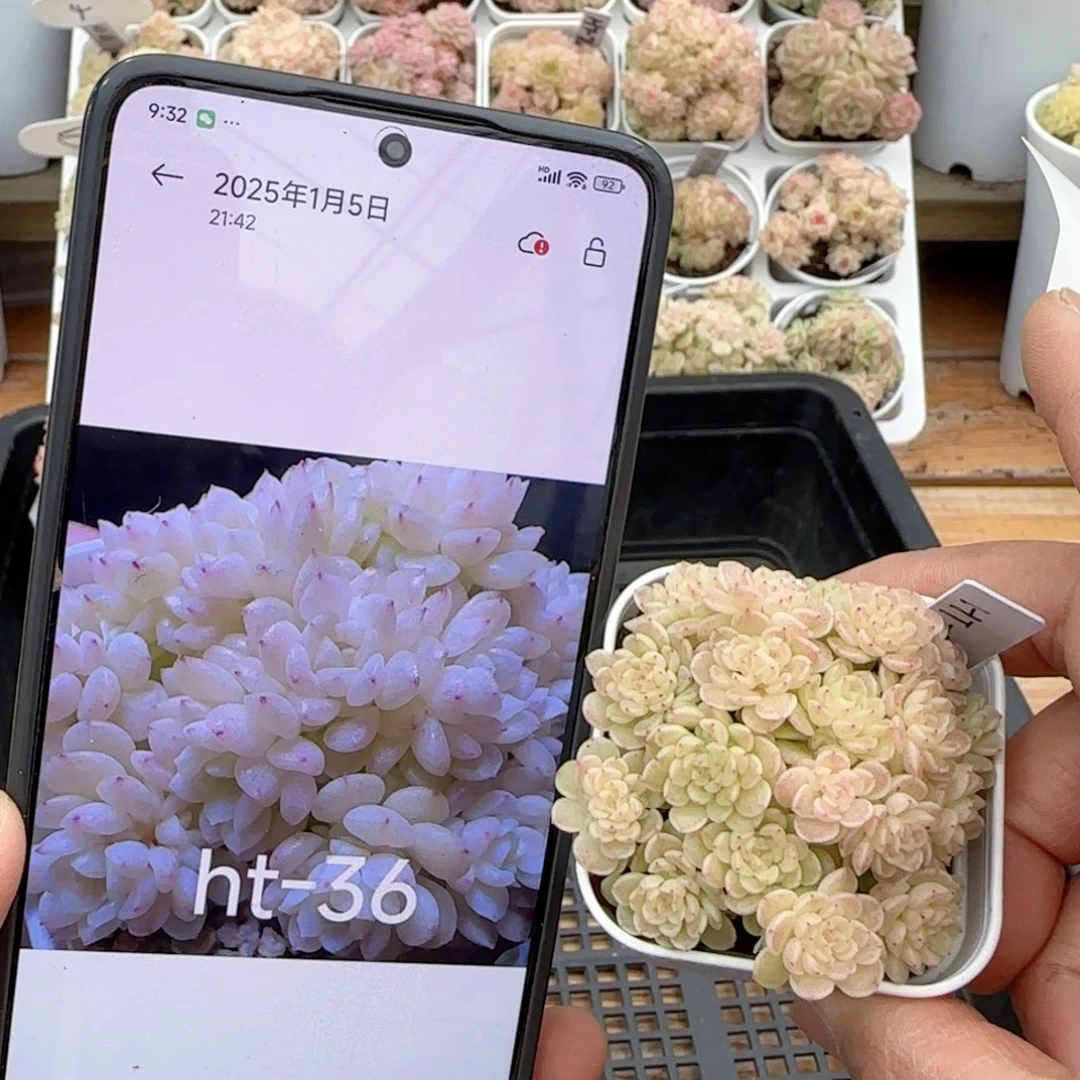 【闪购商品】0209-21（ht-36）