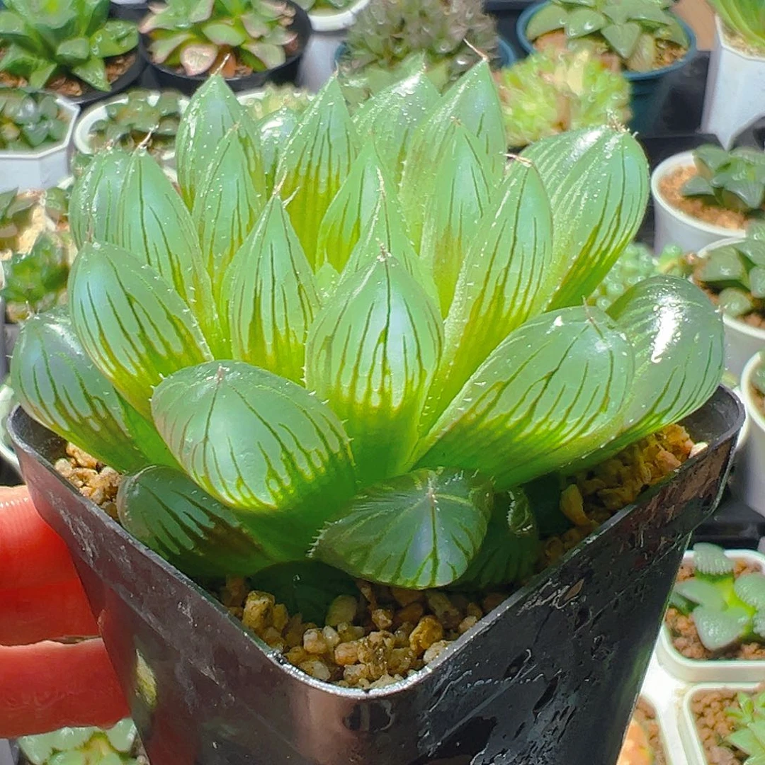 5238玉露多肉植物一颗