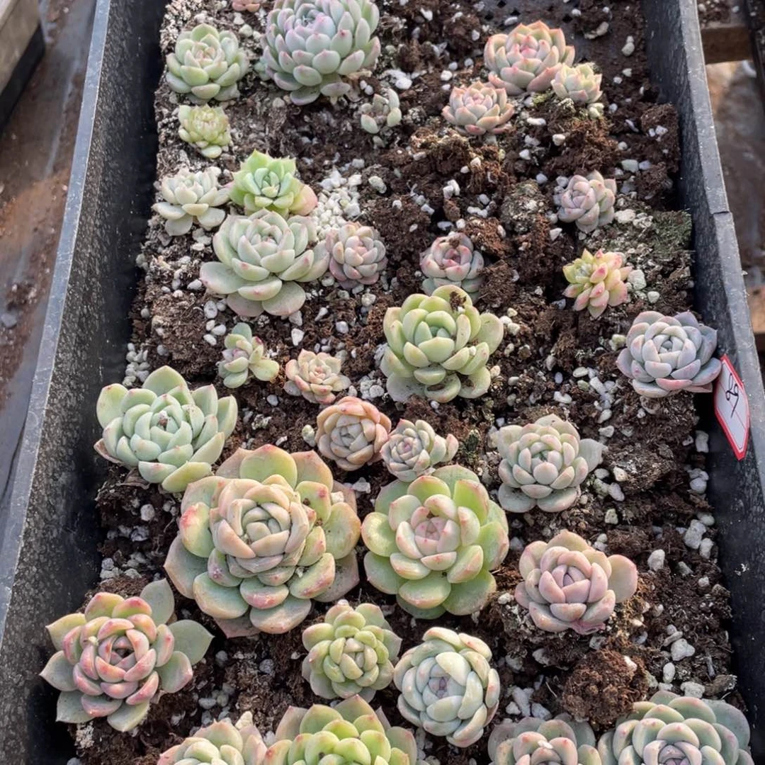 89 欧泊播种苗特价一筐，不包保温不包售后