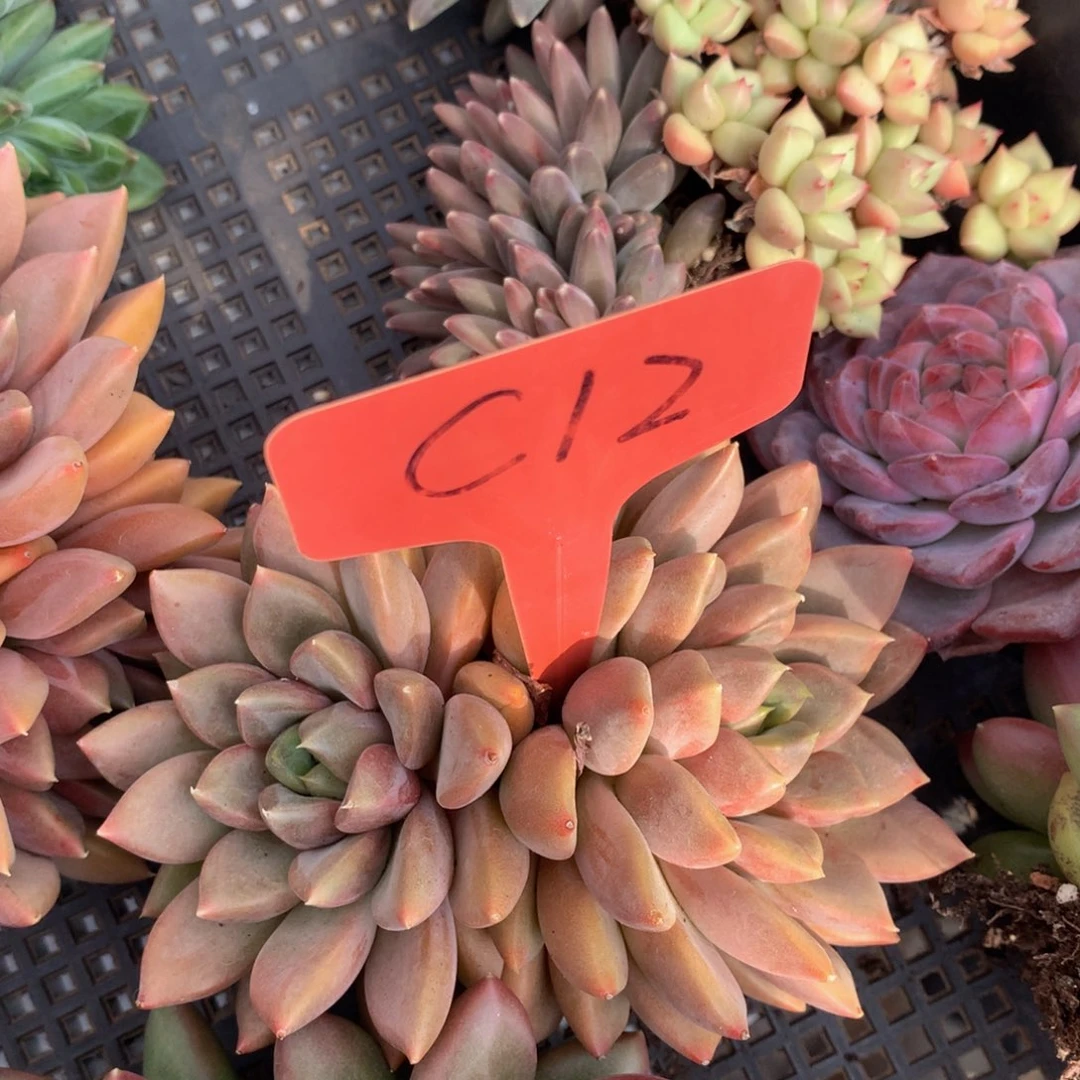 红象牙6266262727272