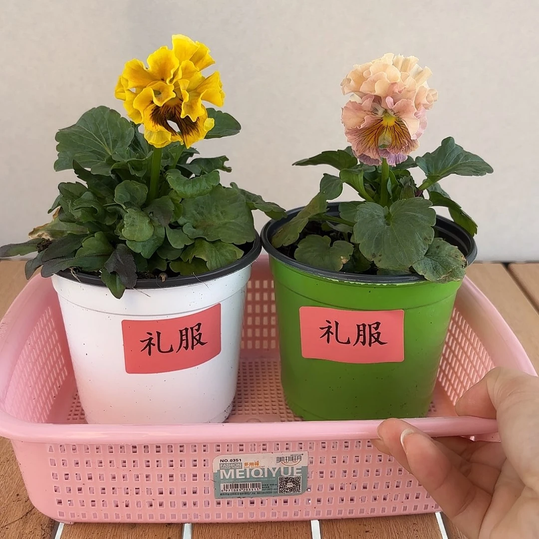 大部分开放少量花苞80