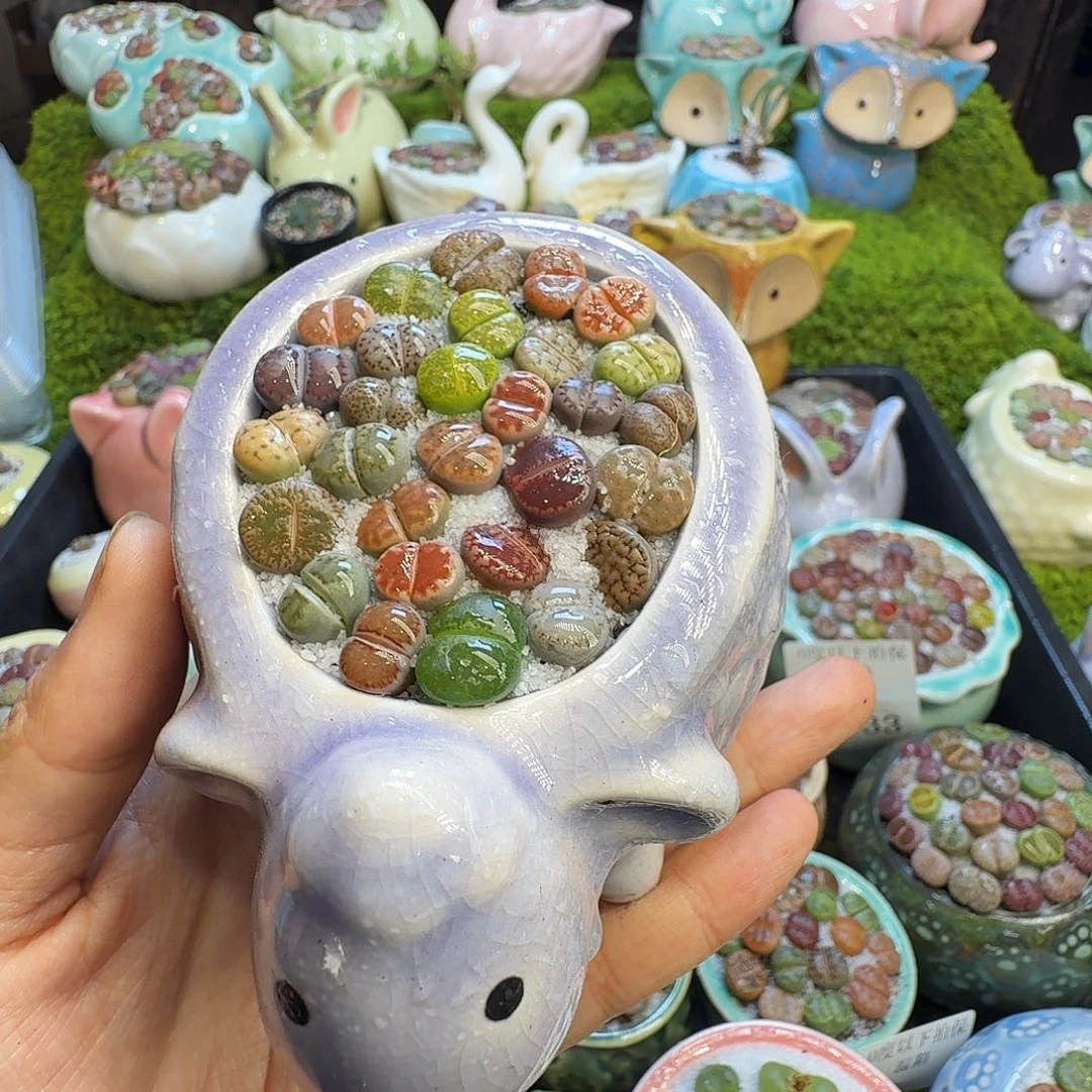 ****ღ多肉植物开播福利1035