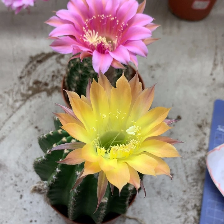 用****3实生2颗20