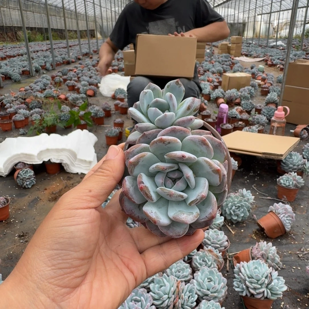梦露绿菜单双混6厘米10棵不售后