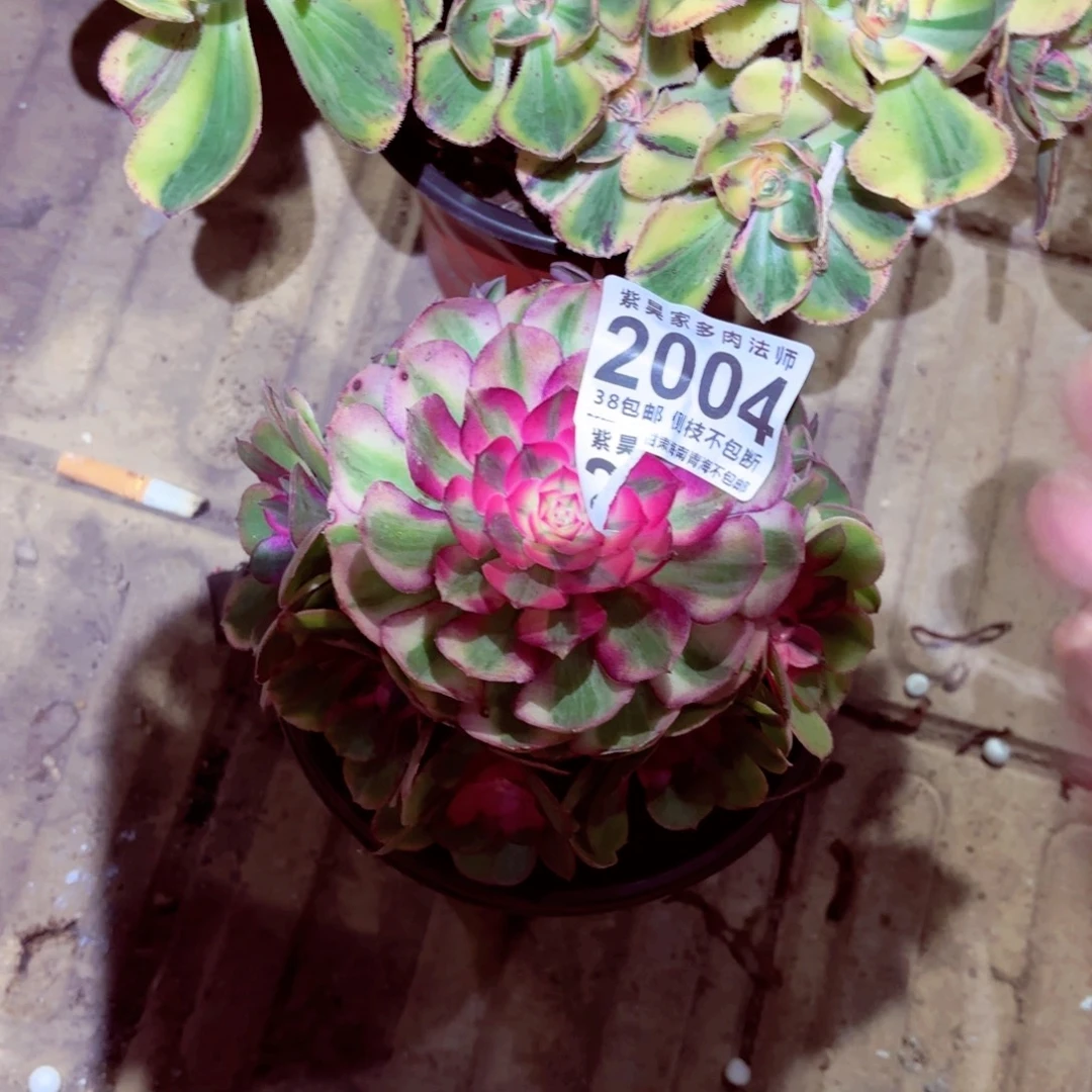 可***妈1棚法师000002004荔枝