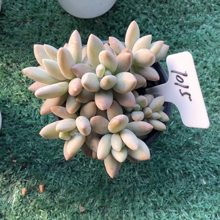 白兰地1015号码牌子的话