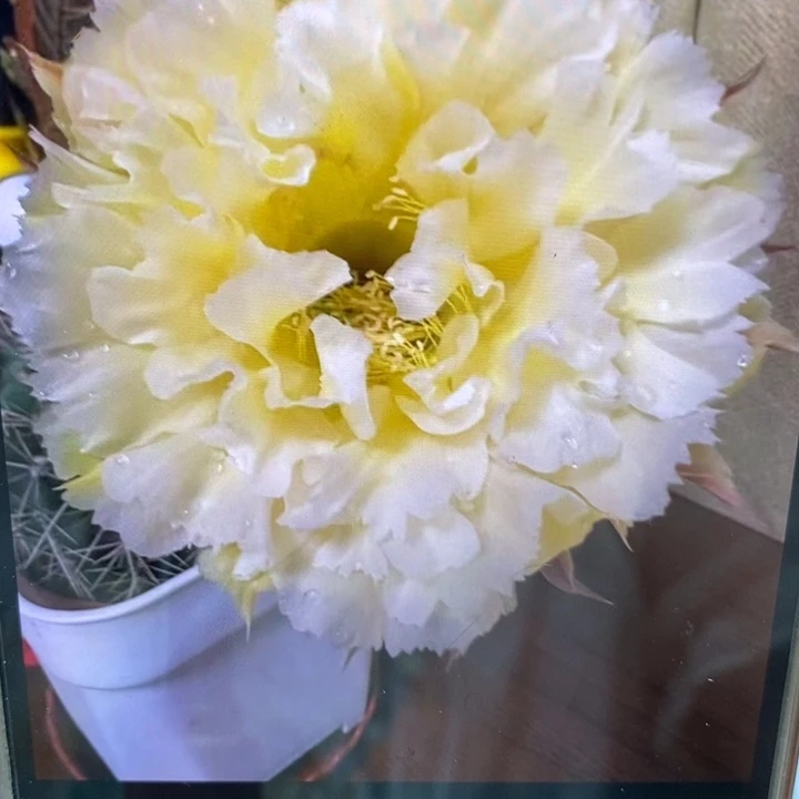 彩草黄牡丹侧芽3.5公分左右