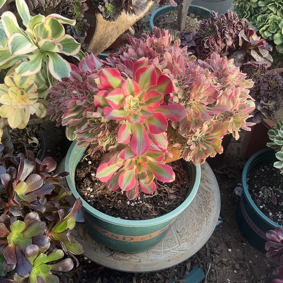 12女巫缀化法师多肉植物