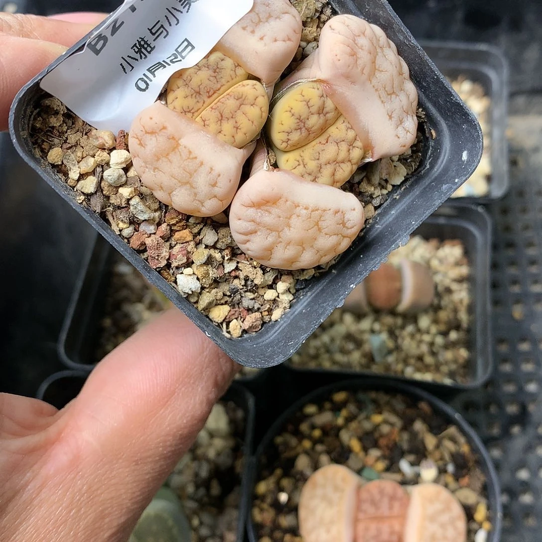 B213多肉植物保护研究所