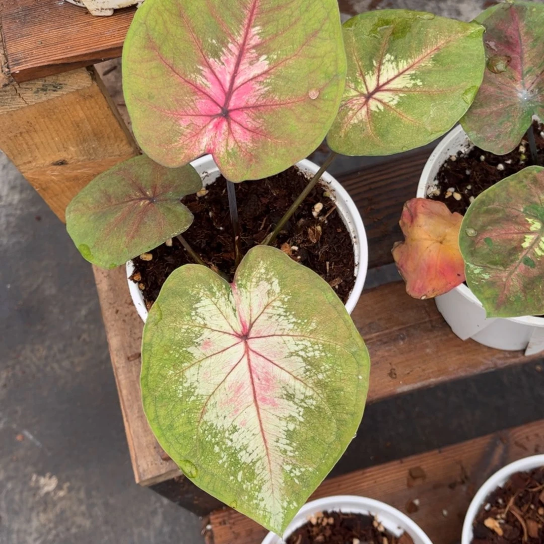 大部分开放少量花苞海王