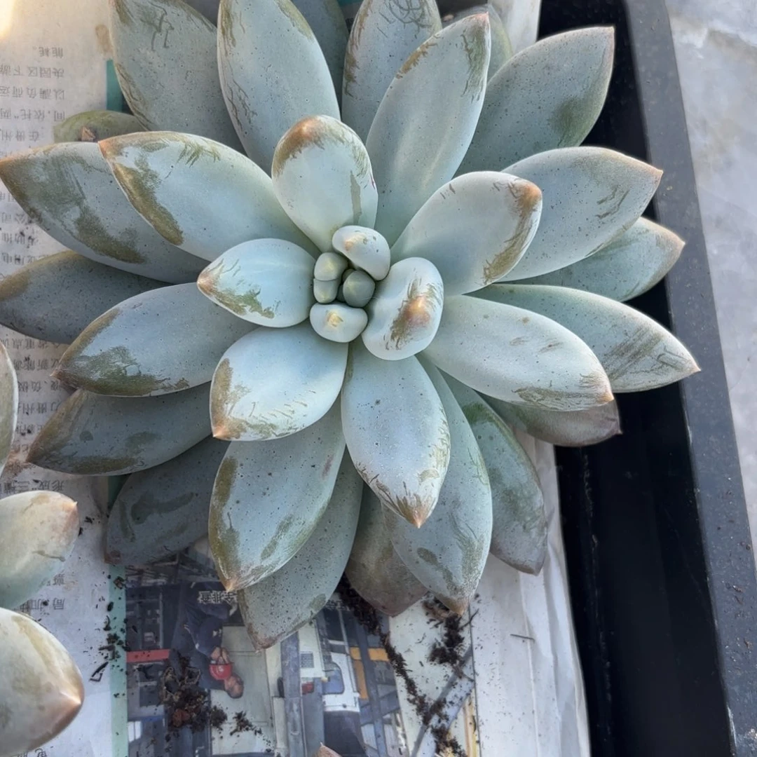 哥特萝莉单头一物一拍