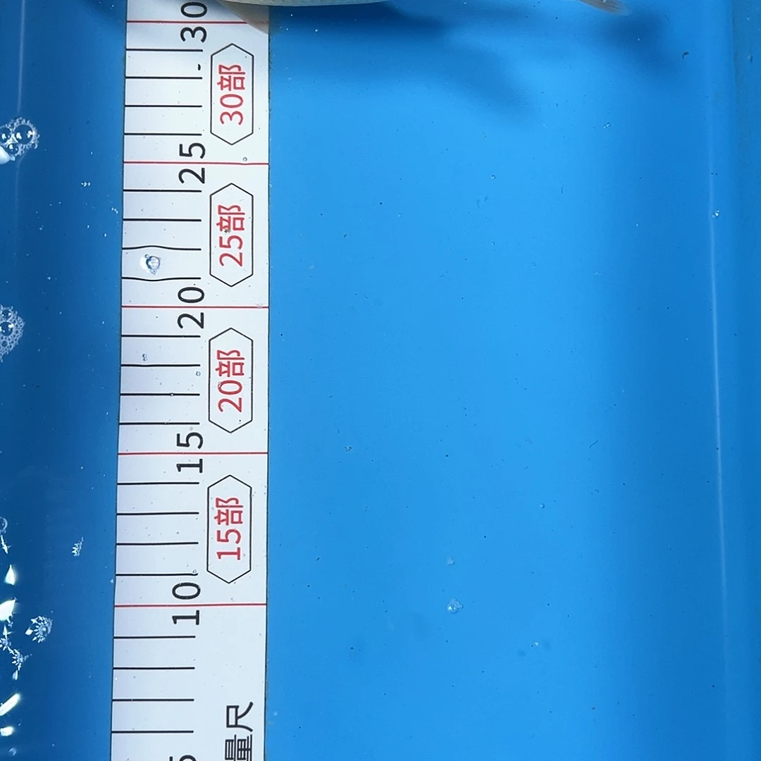 锦鲤鑫泓锦鲤养殖