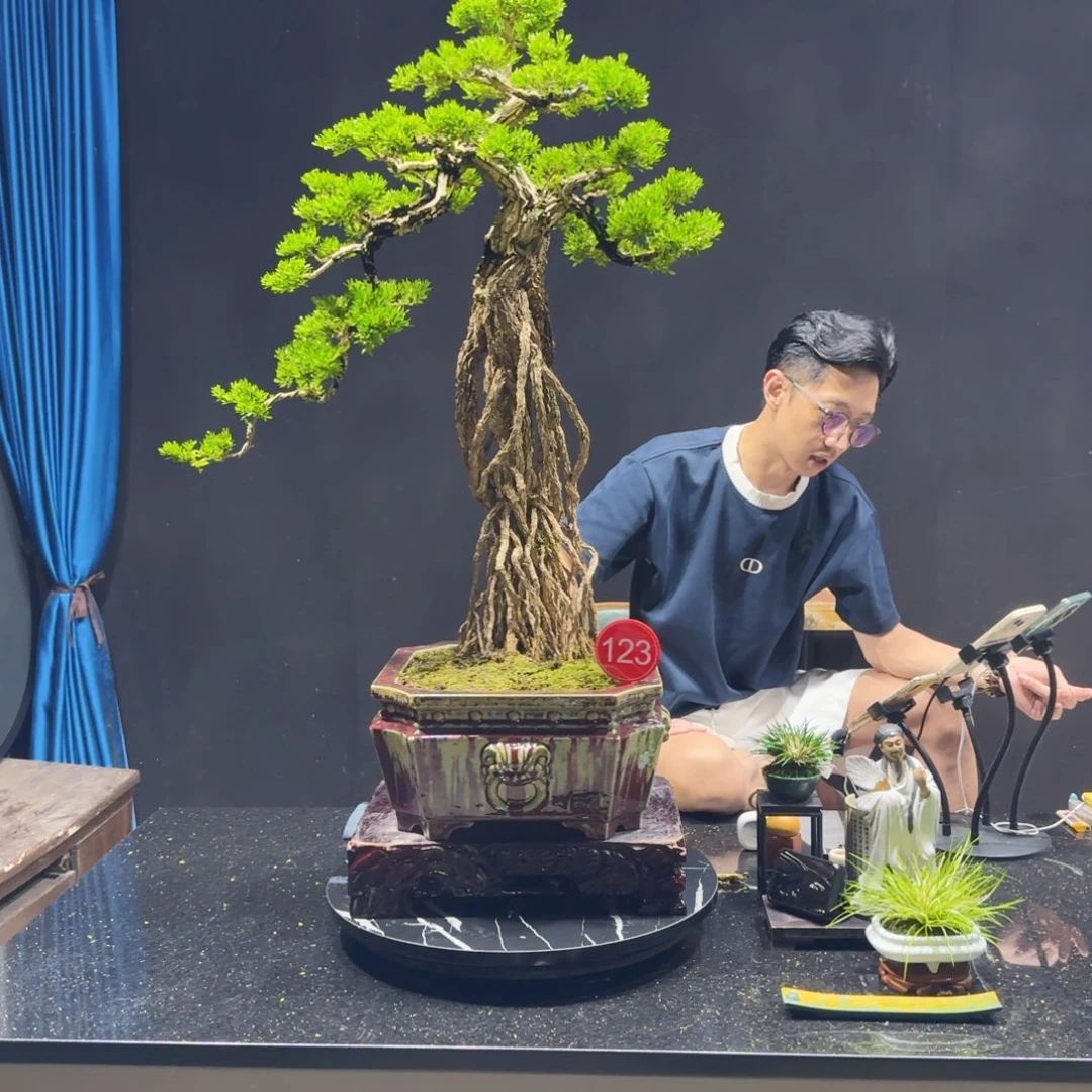 无花朵黄杨室内室外盆景艺术