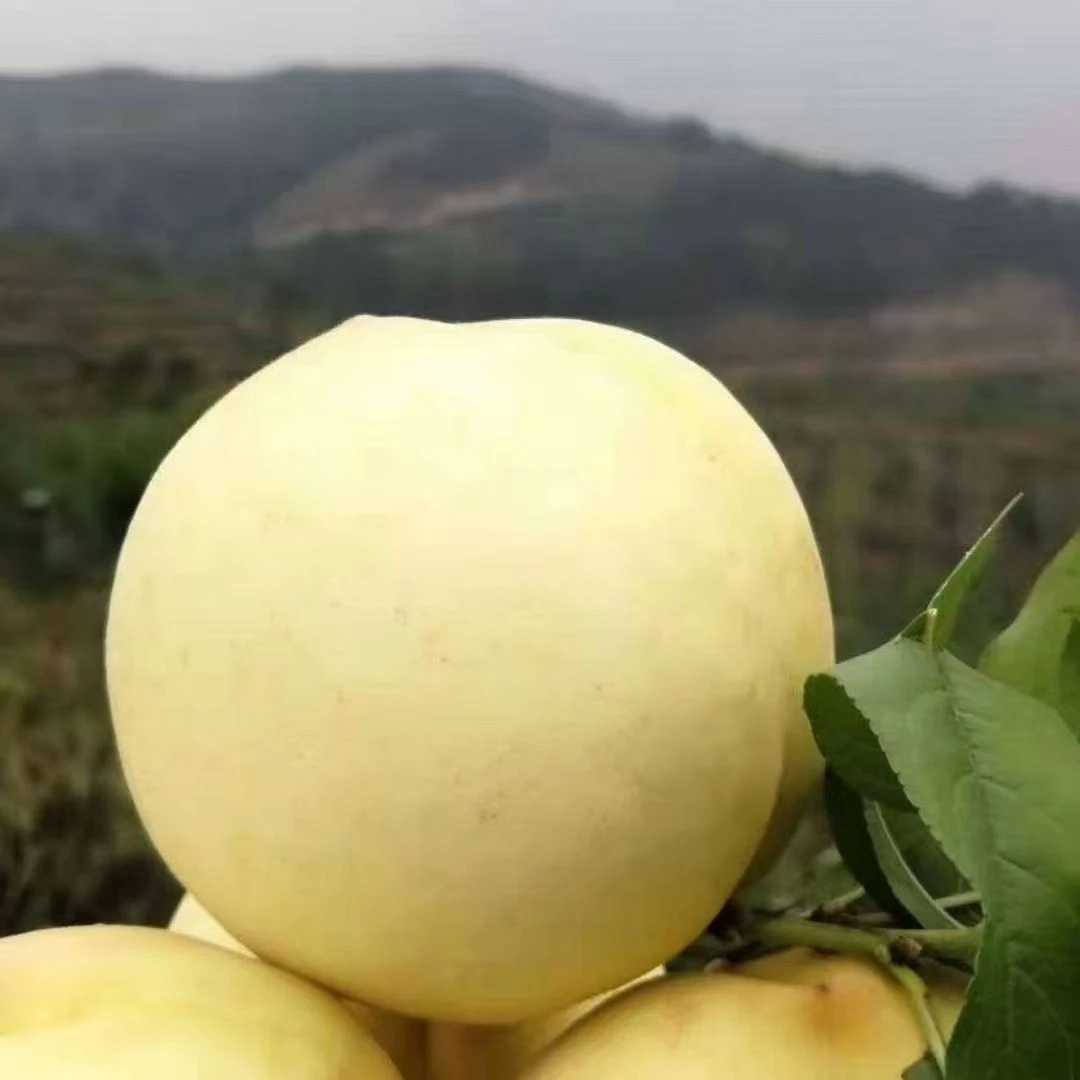 高山冬桃果大口感脆甜