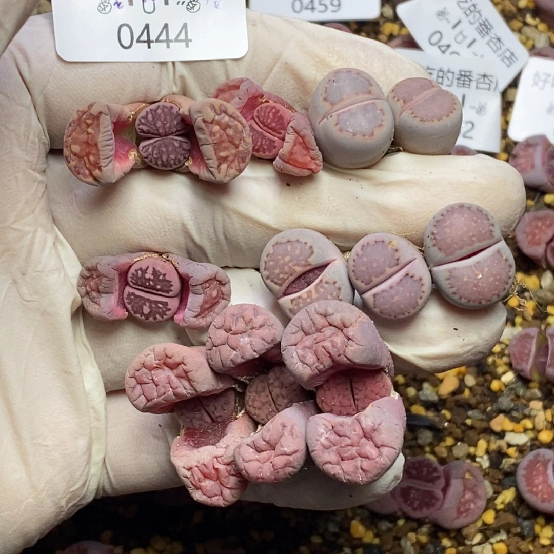 f****卷0444。零下拍保温。